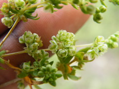Psammotropha mucronata