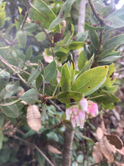 Arctostaphylos virgata