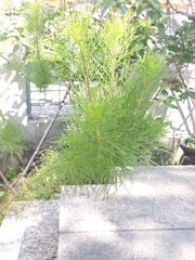 Senecio bipinnatisectus