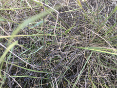 Muehlenbeckia ephedroides