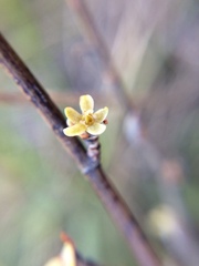 Muehlenbeckia ephedroides