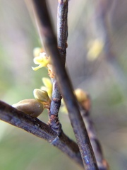 Muehlenbeckia ephedroides