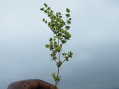Psammotropha mucronata