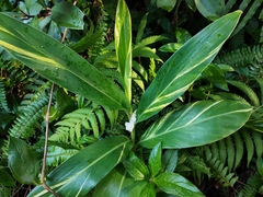 Alpinia zerumbet