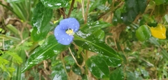 Commelina auriculata