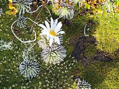 Celmisia sessiliflora