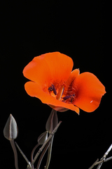 Calochortus kennedyi kennedyi