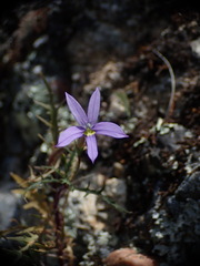 Lithotoma axillaris