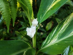 Alpinia zerumbet