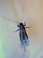 Teleogryllus commodus