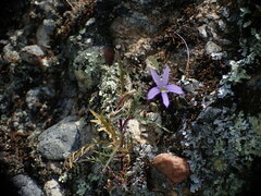Lithotoma axillaris