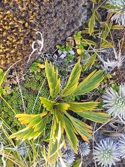 Aciphylla monroi