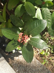 Ixora chinensis