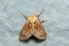 Doratifera vulnerans