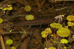 Umbra limi