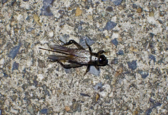 Teleogryllus commodus