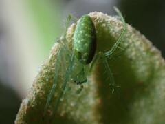 Araneus talipedatus