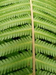 Sphaerostephanos taiwanensis