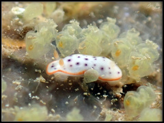 Chromodoris aspersa