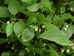 Strobilanthes heyneana