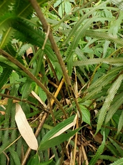 Sphaerostephanos taiwanensis