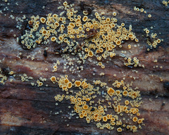 Arachnopeziza trabinelloides