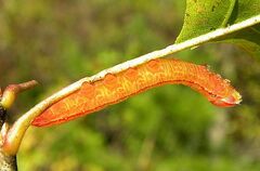 Peridea angulosa