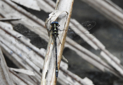 Eusynthemis aurolineata