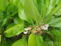 Scaevola taccada