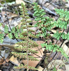 Myriopteris fendleri