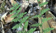 Myriopteris fendleri