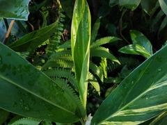 Alpinia zerumbet