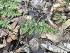Myriopteris fendleri