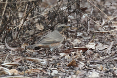 Turdus naumanni