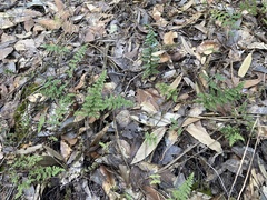 Myriopteris fendleri