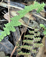 Myriopteris fendleri