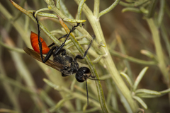 Sphecinae