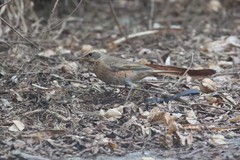 Turdus naumanni