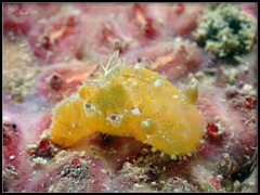 Plocamopherus pecoso