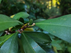 Ardisia squamulosa