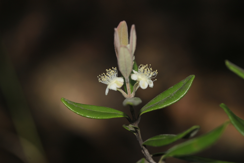 Gossia alaternoides