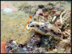 Chromodoris