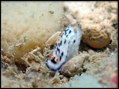 Hypselodoris maritima