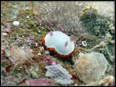 Goniobranchus rubrocornutus