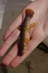 Umbra limi