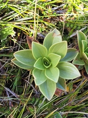 Gentianella impressinervia