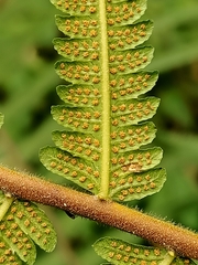 Sphaerostephanos taiwanensis