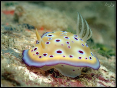 Goniobranchus kuniei