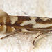 Phyllonorycter blancardella - Photo (c) Mick E. Talbot, alguns direitos reservados (CC BY-NC), uploaded by Mick E. Talbot