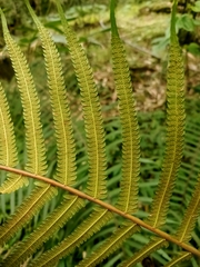 Sphaerostephanos taiwanensis